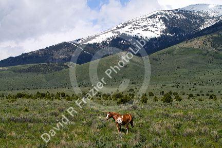 Horse grazing on ranch land along Idaho State Highway 77 near Almo, Idaho, USA.