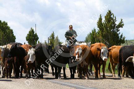 Cattle being moved along Idaho State Highway 77 in Cassia County, Idaho, USA.