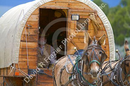 Muleskinner riding on a covered wagon at the City of Rocks National Reserve and state park in Cassia County, Idaho, USA. MR