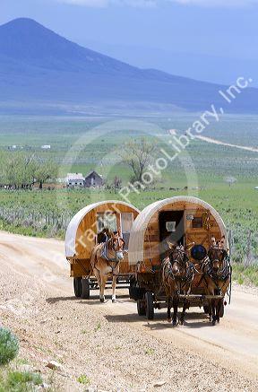 Covered wagons being pulled by mules at the City of Rocks National Reserve and state park in Cassia County, Idaho, USA.