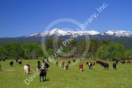 Cattle graze in Valley County, Idaho, USA.