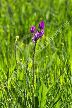 Dodecatheon pulchellum, commonly known as pretty shooting star flower in bloom near Stanley, Idaho, USA.