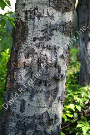 Aspen tree carved with messages by Basque sheep herders at Cat Creek Summit in Elmore County, Idaho, USA.