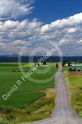 Wheat field and rural road near Ashton, Idaho, USA.