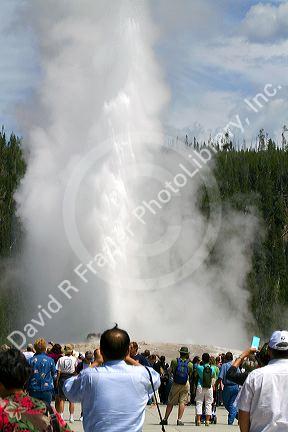 Tourists gather to watch the Old Faithful geyser eruption in Yellowstone National Park, USA.