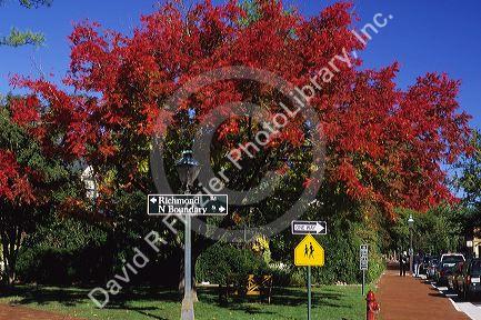 Fall colors at an intersection in colonial Williamsburg, Virginia.