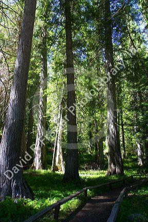 Cedar tree grove along US-12 in Northern Idaho, USA.
