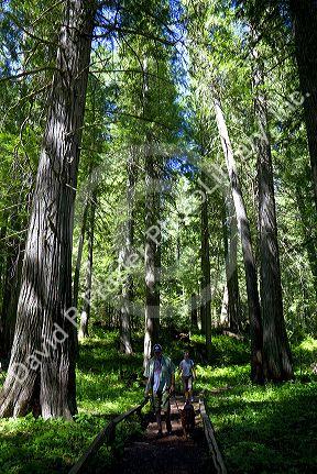 Cedar tree grove along US-12 in Northern Idaho, USA.