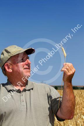 Farmer checking wheat crop for harvest time in Canyon County, Idaho, USA. MR