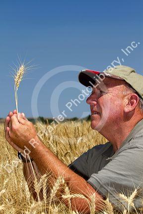 Farmer checking wheat crop for harvest time in Canyon County, Idaho, USA. MR
