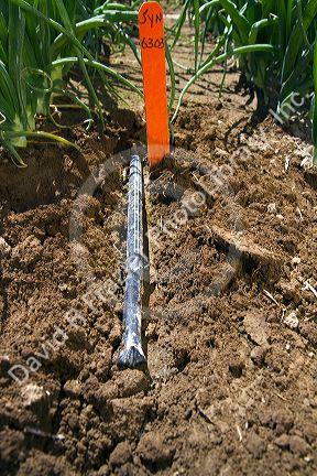 Drip irrigation system installed in a commercial onion field in southwest Idaho, USA.