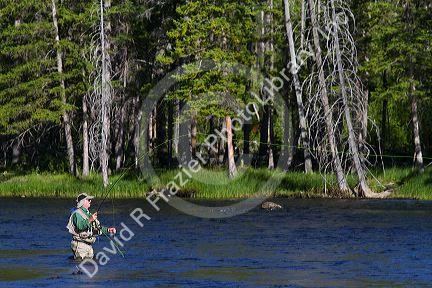 Fly fishing the Madison River in Yellowstone National Park, Montana, USA.