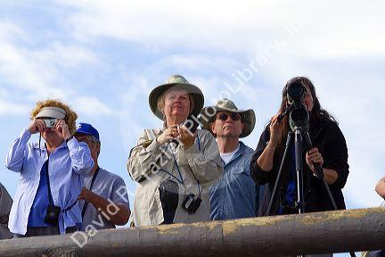 Tourists viewing wildlife in Yellowstone National Park, USA.