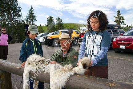 Park ranger showing kids a wolf pelt in Yellowstone National Park, USA.