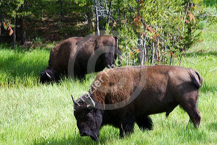 American bison graze in Yellowstone National Park, USA.