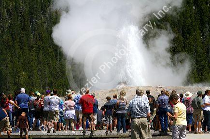 Tourists gather to watch the Old Faithful geyser eruption in Yellowstone National Park, USA.