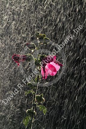 Hollhock flowering plant being watered by a sprinkler in Boise, Idaho, USA.