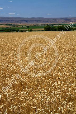 Wheat field at Sunny Slope near Marsing, Idaho, USA,