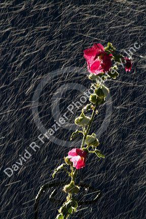 Hollhock flowering plant being watered by a sprinkler in Boise, Idaho, USA.