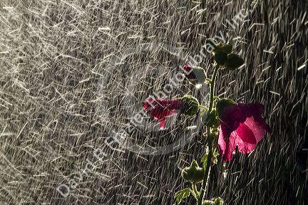 Hollhock flowering plant being watered by a sprinkler in Boise, Idaho, USA.