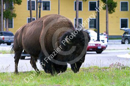 American bison roaming at Lake Village in Yellowstone National Park, Wyoming, USA.