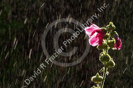 Hollhock flowering plant being watered by a sprinkler in Boise, Idaho, USA.