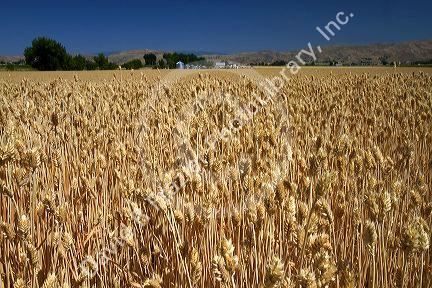 Wheat field near Emmett, Idaho, USA.