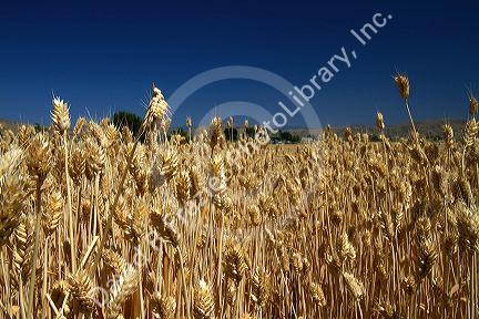 Wheat field near Emmett, Idaho, USA.
