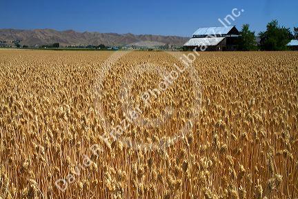 Wheat field near Emmett, Idaho, USA.