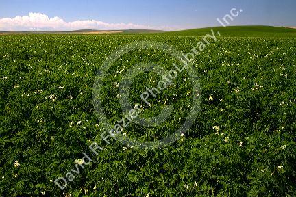 Potato crop east of Idaho Falls, Idaho, USA.