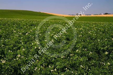 Potato crop east of Idaho Falls, Idaho, USA.