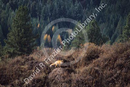 Red fox in the central Idaho Mountains near Cascade.