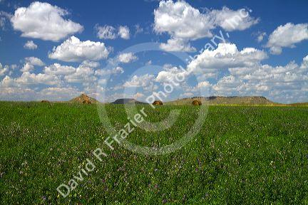 Clover hay field along highway 85 in South Dakota, USA.