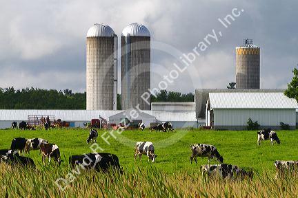 Dairy cows and farm near Taylor County, Wisconsin, USA.