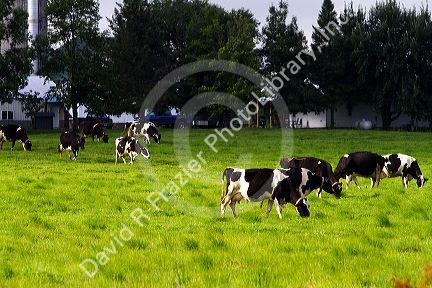 Dairy cows and farm near Taylor County, Wisconsin, USA.
