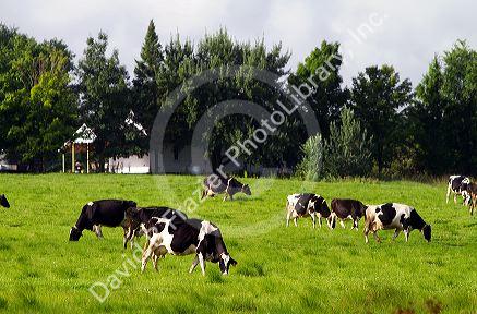 Dairy cows and farm near Taylor County, Wisconsin, USA.