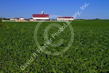 Farm and soybean crop north of Eau Claire, Wisconsin, USA.