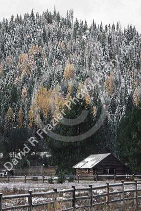 Dusting of snow at Smiths Ferry, Idaho with yellow tamarack trees.