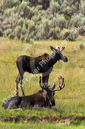 Moose along Interstate 80 at the Wyoming, Utah state border, USA.