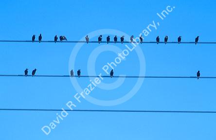 Starlings sitting on powerlines.