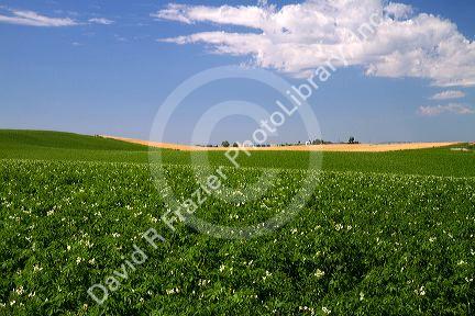 Potato crop east of Idaho Falls, Idaho, USA.