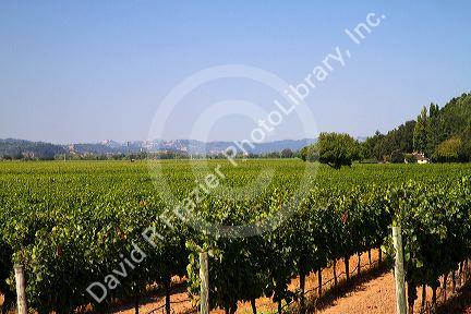 Vineyard near Santa Rosa, California.