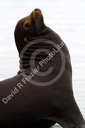 California sea lion on the Pacific coast.