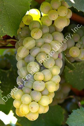 Green grapes hang on the vine ready for harvest near Santa Rosa, California, USA.