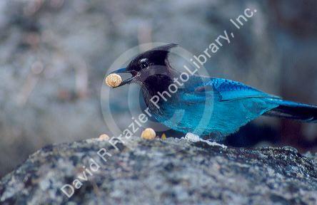 Stellar Jay bird eating a peanut.