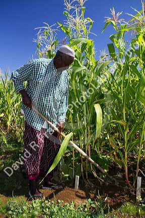 Somali refugee working at a community garden in Bosie, Idaho, USA.
