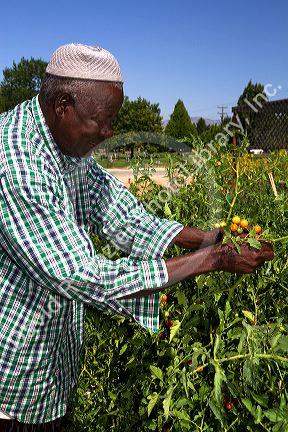 Somali refugee working at a community garden in Bosie, Idaho, USA.