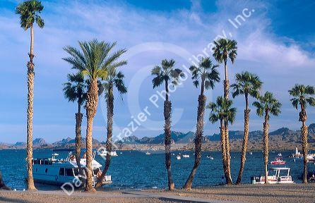 Boats and palm trees at Lake Havasu, Arizona.