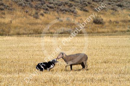 Trailing of the Sheep Dog Trials in Hailey, Idaho, USA.