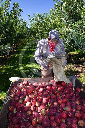Migrant worker havesting apples in Canyon County, Idaho, USA.